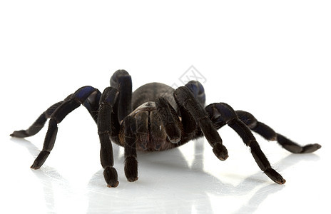 钴蓝蓝色动物学漏洞毒液物种宠物情调危险冷血濒危蜘蛛图片