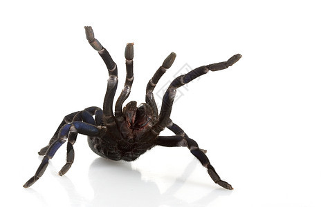 钴蓝蓝色眼睛毒液野生动物侵略物种危险冷血狼蛛异国蜘蛛图片
