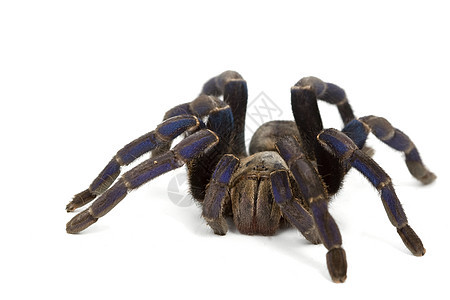 钴蓝蓝色濒危异国狼蛛脊椎动物野生动物侵略捕食者危险蜘蛛动物学图片