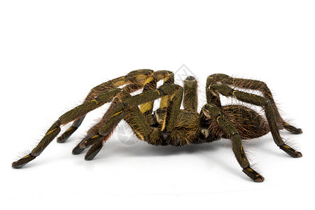 印地安原齿轮情调捕食者动物学蜘蛛异国危险物种野生动物狼蛛漏洞图片