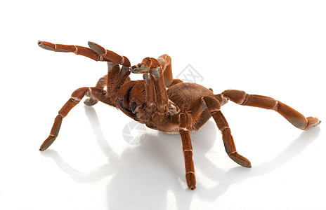 巨型长虫王漏洞动物学眼睛狼蛛蜘蛛情调冷血宠物物种野生动物图片