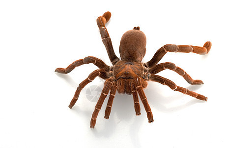 巨型长虫王物种蜘蛛危险侵略漏洞宠物情调动物学野生动物濒危图片