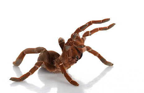 巨型长虫王狼蛛漏洞眼睛蜘蛛异国冷血宠物濒危危险动物学图片