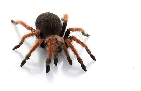 墨西哥红腿Tarantula毒液侵略濒危物种眼睛冷血宠物动物学蜘蛛危险图片