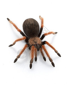 墨西哥红腿Tarantula毒液漏洞危险动物学宠物眼睛濒危蜘蛛冷血物种图片