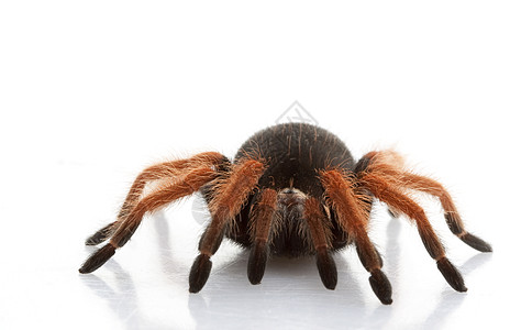 墨西哥红腿Tarantula异国情调冷血蜘蛛漏洞毒液眼睛物种宠物侵略图片