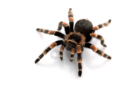 墨西哥红膝Tarantula眼睛冷血蜘蛛物种危险宠物狼蛛野生动物漏洞情调图片
