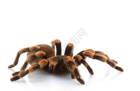 墨西哥红膝Tarantula漏洞野生动物宠物毒液蜘蛛异国眼睛濒危动物学危险图片