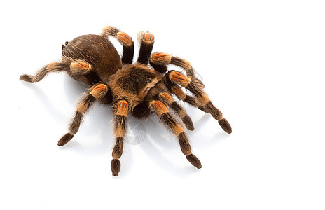 墨西哥红膝Tarantula眼睛情调漏洞侵略野生动物物种狼蛛蜘蛛危险宠物图片