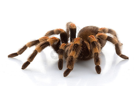 墨西哥红膝Tarantula侵略物种冷血眼睛漏洞宠物毒液异国动物学危险图片