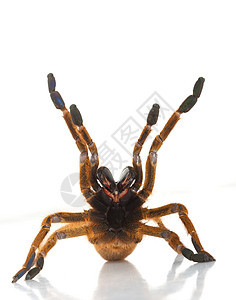 Usambara 橙眼睛漏洞情调异国狼蛛蜘蛛毒液野生动物危险宠物图片