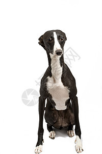意大利灰色猎犬宠物哺乳动物友谊小狗犬类黑色图片