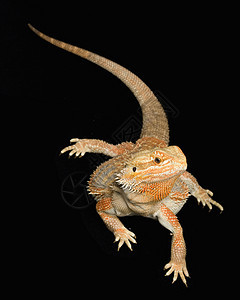 胡子龙波哥纳振动物野生动物黄色橙子蜥蜴动物学背景崎岖生物学危险俘虏图片