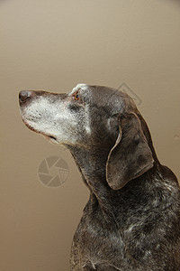 德国短头发指针 女宠物哺乳动物灰色短毛白色动物猎狗猎犬棕色犬类背景图片
