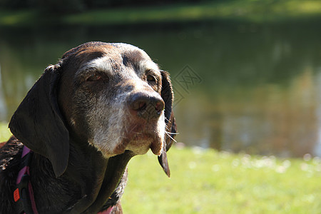 德国短发指针 女性 在池塘游泳后湿润宠物猎狗白色棕色动物犬类短毛猎犬灰色哺乳动物背景图片