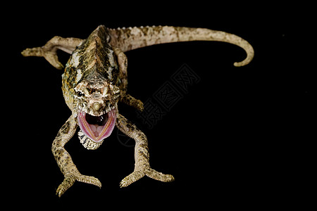 变色龙蜥蜴宠物眼睛野生动物物种黑色叫喊绿色爬虫学背景图片