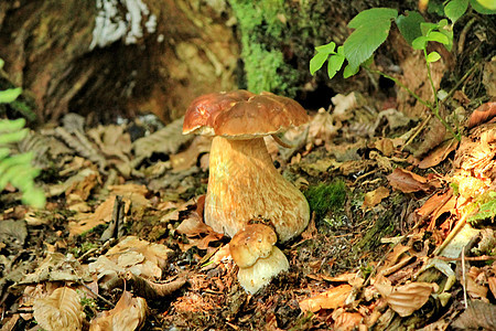 蘑菇饮食美食苔藓烹饪团体森林季节性麝香荒野食物图片