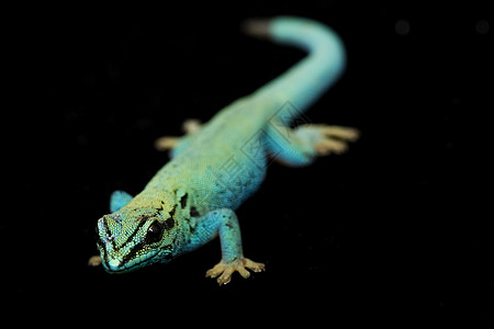 蓝色电日 Geckos 利科狄氏菌威利亚姆西背景生物学皮肤动物学物种黑色壁虎宠物蜥蜴眼睛图片