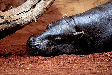 猪皮 六溴罗门解放者河马野生动物动物棕色草食性动物园植物动物群荒野危险图片