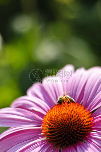 紫色锥形花花瓣蜜蜂花冠野花花园松树植物雌蕊锥体昆虫图片