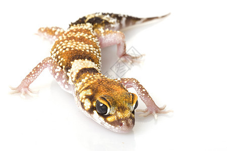 巴金盖科生物学微笑濒危崎岖棕色物种蜥蜴动物学壁虎宠物图片