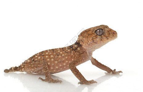 粗鲁的Knob尾巴Gecko情调蜥蜴濒危野生动物异国宠物荒野动物学结尾壁虎图片