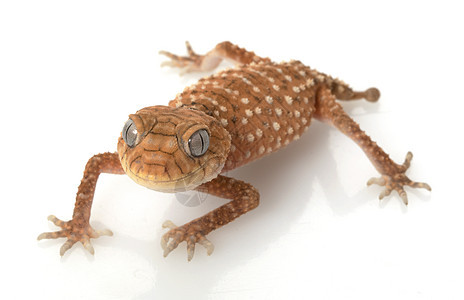 粗鲁的Knob尾巴Gecko结尾濒危物种动物学异国宠物眼睛荒野野生动物冷血图片