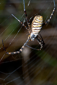蜘蛛 阿吉波布伦尼奇宏观昆虫动物条纹食肉漏洞捕食者生活黑色野生动物图片