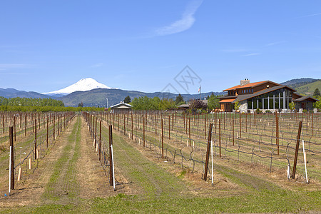 Mthood酿酒厂场地乡村建筑学种植者访客商业建筑农村电线葡萄图片