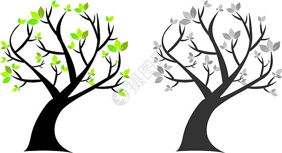 有绿叶的树 有黑白的树树干叶子生长棕色花园图案生态植物学花卉植物图片