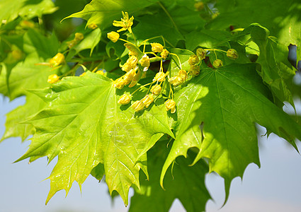 花Acer花朵叶子花园绿色树叶植物群植物图片