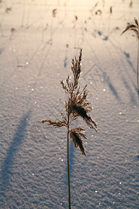 雪地表面薄片太阳蓝色降雪白色雪花四要素天空水晶季节图片