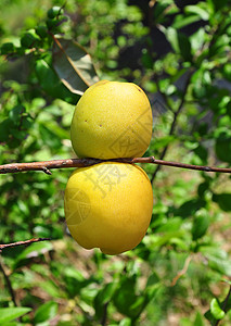 西柚树中国五金果衬套黄色植物食物水果背景