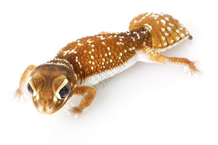 平滑的Knob尾巴 Gecko物种崎岖蜥蜴宠物生物学壁虎野生动物警觉棕色蓝色图片