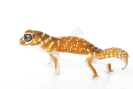 平滑的Knob尾巴 Gecko蓝色棕色动物学野生动物宠物生物学瘤尾壁虎物种皮肤图片