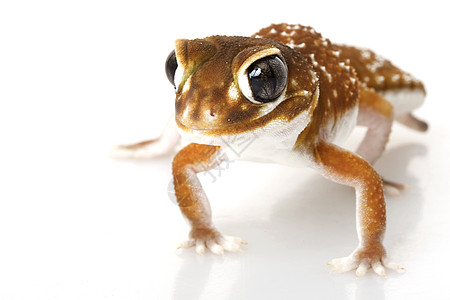 平滑的Knob尾巴 Gecko眼睛野生动物瘤尾濒危宠物棕色皮肤壁虎蓝色生物学图片