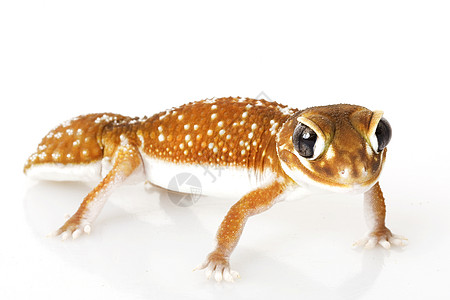 平滑的Knob尾巴 Gecko皮肤宠物眼睛壁虎动物学瘤尾棕色生物学野生动物物种图片