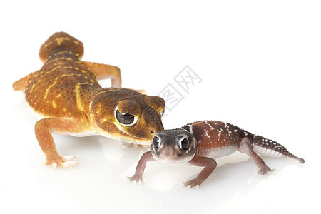 平滑的Knob尾巴 Gecko宠物棕色生物学崎岖瘤尾眼睛壁虎皮肤濒危警觉图片