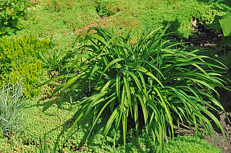 绿花床公园草原植物群生长花园环境草地美丽叶子花坛背景图片