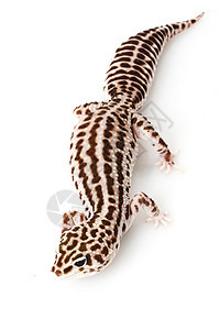 豹式Gecko蓝色濒危野生动物壁虎皮肤动物学警觉生物学崎岖物种图片
