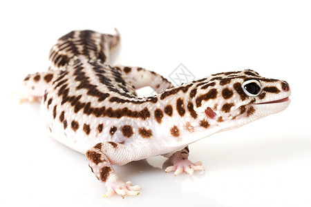 豹式Gecko生物学蜥蜴蓝色警觉皮肤野生动物物种动物学宠物眼睛图片