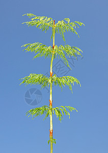 木马尾巴硅基植物群树叶马尾天空植物叶子蓝色森林木贼绿色图片