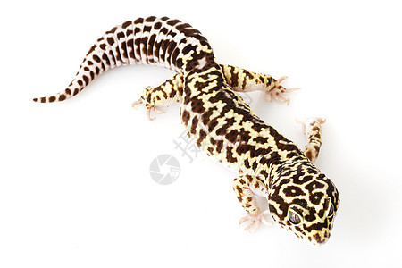 豹式Gecko豹纹崎岖皮肤动物学物种警觉野生动物蓝色蜥蜴宠物图片