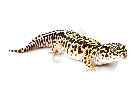 豹式Gecko警觉皮肤宠物崎岖豹纹野生动物蜥蜴濒危壁虎蓝色图片