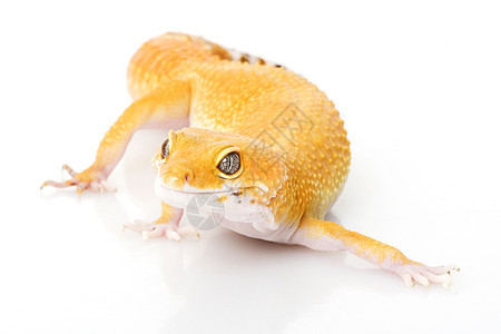 豹式Gecko豹纹蜥蜴濒危宠物皮肤崎岖蓝色野生动物生物学壁虎图片