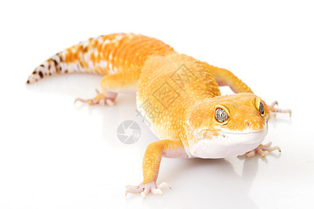 豹式Gecko动物学豹纹物种壁虎宠物警觉蜥蜴生物学濒危眼睛图片