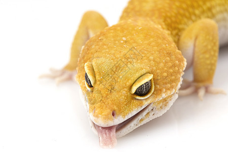 豹式Gecko崎岖警觉生物学动物学皮肤野生动物物种濒危壁虎蜥蜴图片