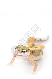 豹式Gecko崎岖眼睛蜥蜴生物学豹纹物种动物学野生动物警觉宠物图片