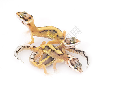 豹式Gecko蓝色壁虎物种蜥蜴豹纹野生动物警觉皮肤崎岖眼睛图片