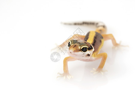 豹式Gecko野生动物生物学动物学物种壁虎眼睛蜥蜴蓝色濒危豹纹图片